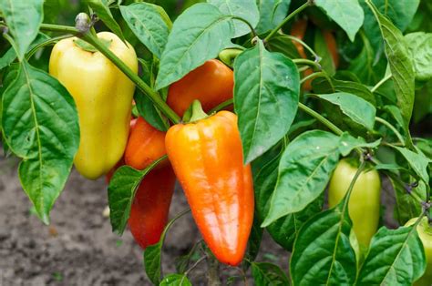 Gypsy pepper. Things To Know About Gypsy pepper. 